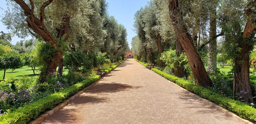 Allée de gravier bordée d'oliviers et de haies taillées dans les jardins de La Mamounia à Marrakech